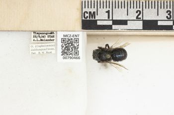 Media type: image;   Entomology 790466 Aspect: Labels
